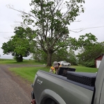 Tree Service job