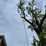 Tree Service Project