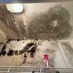 Drywall materials impacted with mold growth.