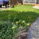 Overrun with dandelions and crabgrass, this lawn was in desperate need of our help!