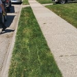 Brush Removal Project