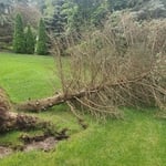 Tree Service Project