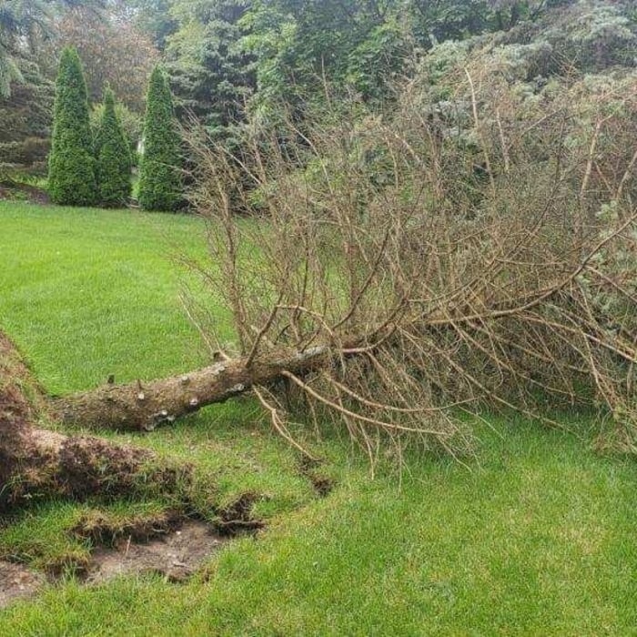 Tree Service Project