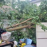 Tree Service Project
