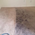 Best carpet cleaning