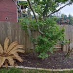 Landscaping Project