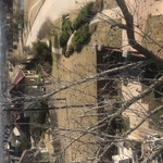 East Texas tree removal