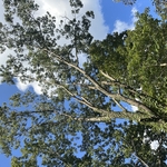 Tree Service Project