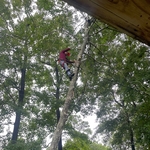 Tree removal