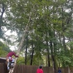 Tree removal