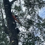 Tree Removal