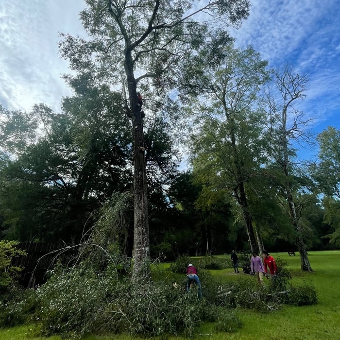 Tree Removal