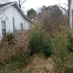 Wild cane