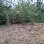 Overgrown (dormant) grass and wild cane
