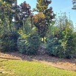 Flower Bed