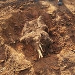 Stump removal.
