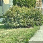 Bush Trimming