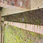 Hideaway Full Yard and Bed Clean-up, Restoration and Rocking