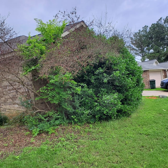 Flint TX, Holly removal and replacement, flower planting