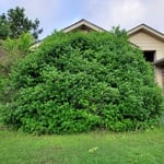 Flint TX, Holly removal and replacement, flower planting
