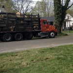 Tree Service Project