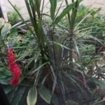 Before fresh landscape