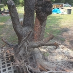 Tree and deck work
