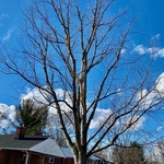 Maple tree