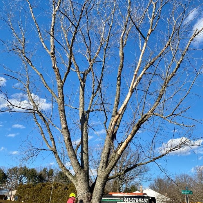 Before
Dying maple tree
