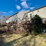 Fallen tree