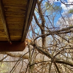 Branches on deck