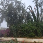 Tree Service Project