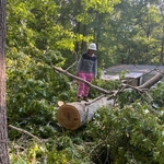 Tree Service