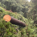 Tree Service