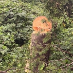 Tree Service