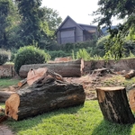 Tree Service