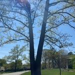 Tree Service
