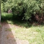 Fallen tree and overgrown grass cleaning