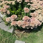 Landscaping Project