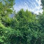 Lawn cleanup