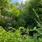 Lawn cleanup