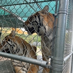 Chain link animal cages