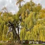 Removal of large Willow tree