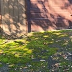 200 ft Mossy Driveway