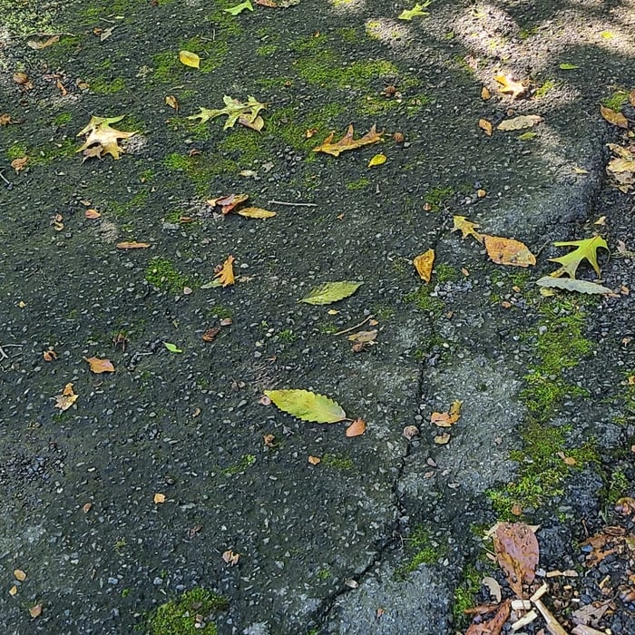 200 ft Mossy Driveway
