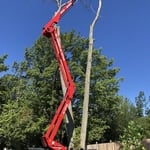 Professional tree removal