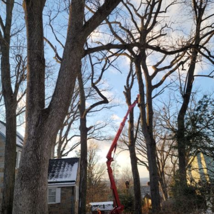 Dead branches on top of property