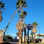 Palms