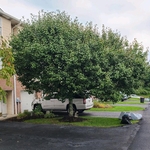 "meatball" pruning which has caused an overextended failure prone limb growing out towards the street.