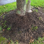 Buried root flare which causes girdling roots.
